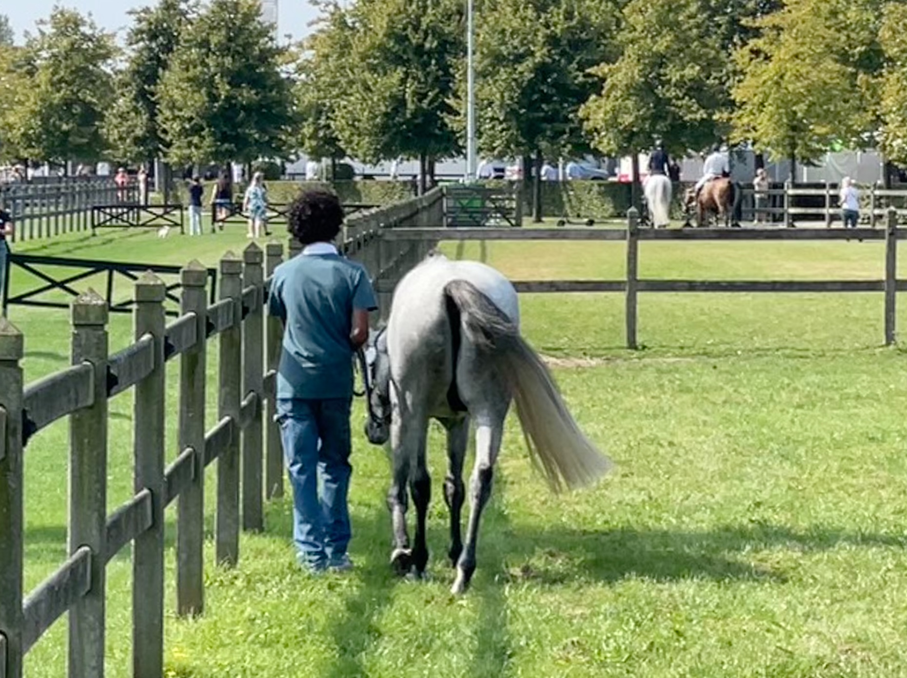 Equestrian in competition